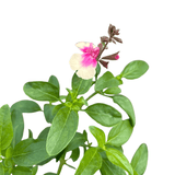 Salvia Mirage Rose Bicolor 14cm