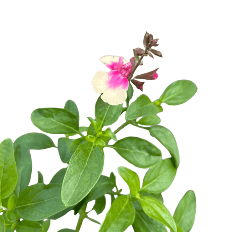 Salvia Mirage Rose Bicolor 14cm
