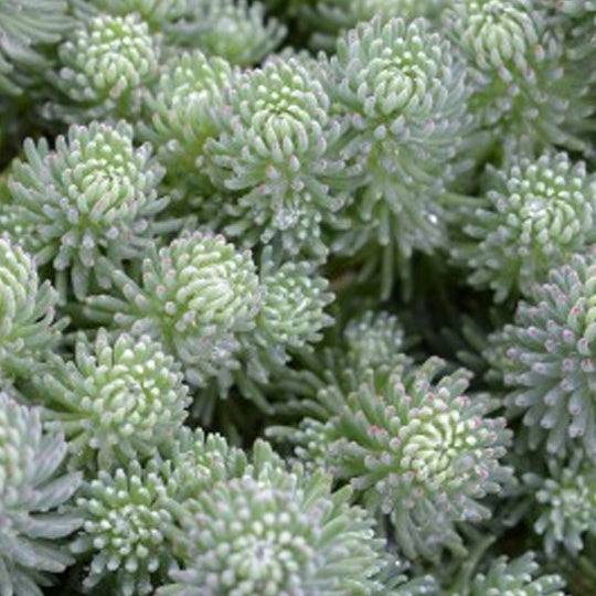 Sedum Grey Blob 14cm