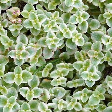 Sedum Variegated