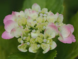 Hydrangea Trail Blazer 20cm
