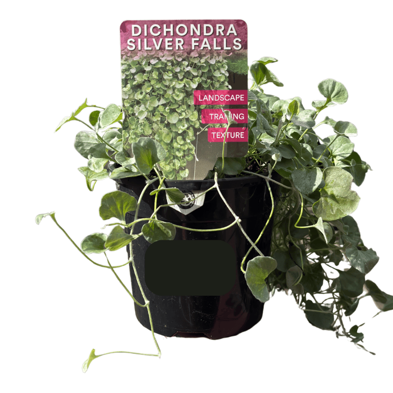 Dichondra Silver Falls 13cm