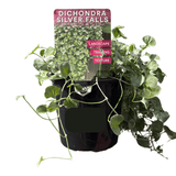 Dichondra Silver Falls 13cm