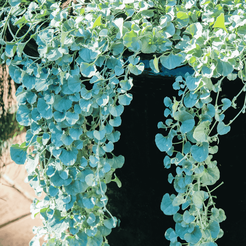 Dichondra Silver Falls 13cm