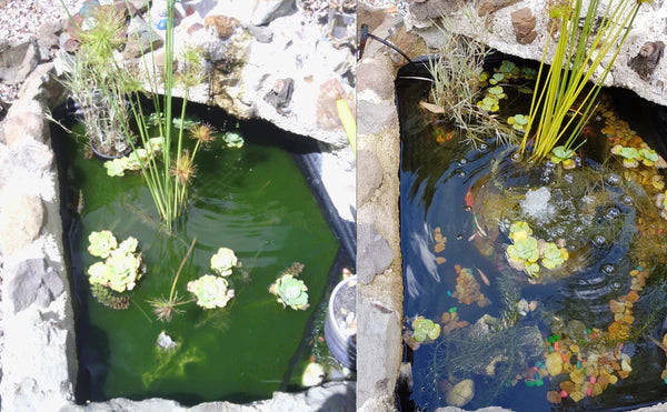Splosht Small Fishpond / Water Feature