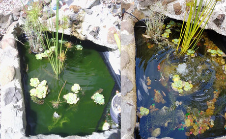 Splosht Small Fishpond / Water Feature