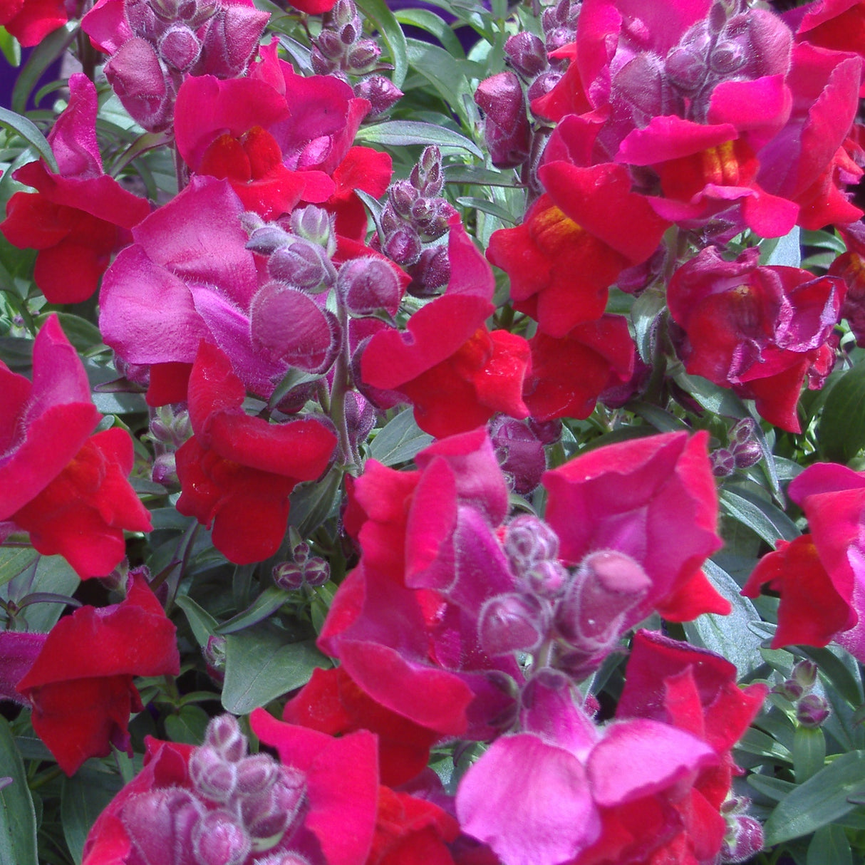 Snapdragon Red