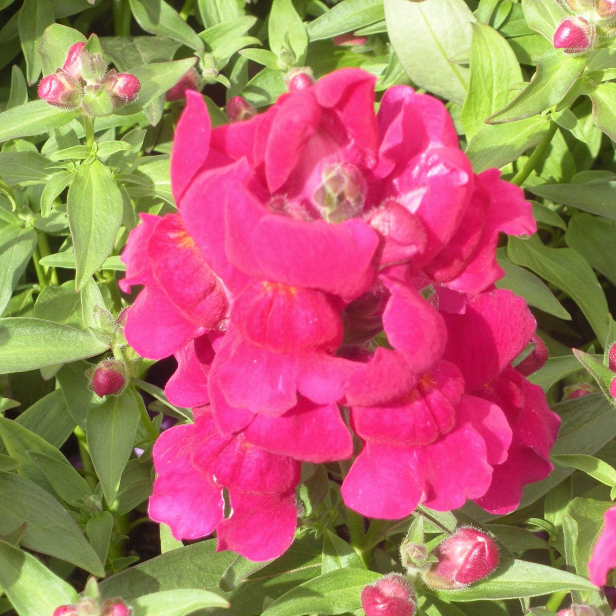 Snapdragon Violet