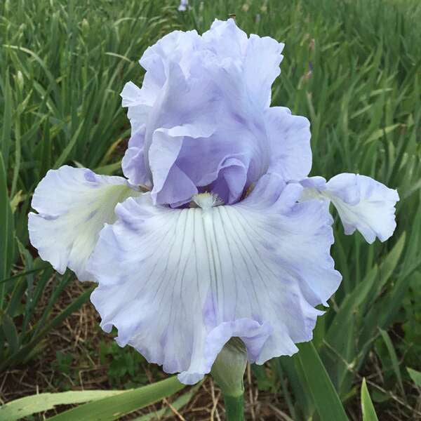 Bearded Iris Song Of Norway - 1 Rhizome