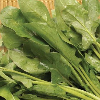 Spinach Mikado Seed - Johnsons