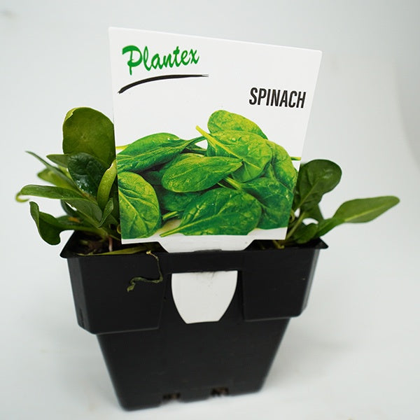 Spinach Plantex 10cm