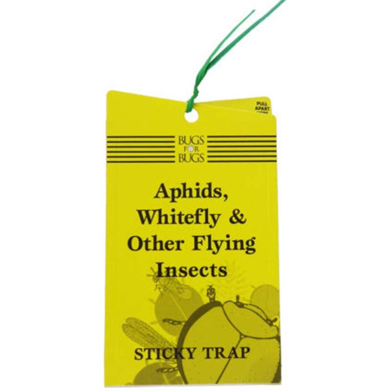 STICKY TRAP