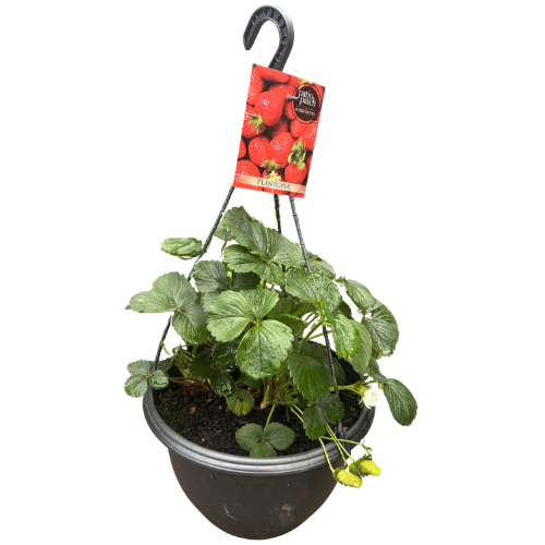 Strawberry 27cm Basket