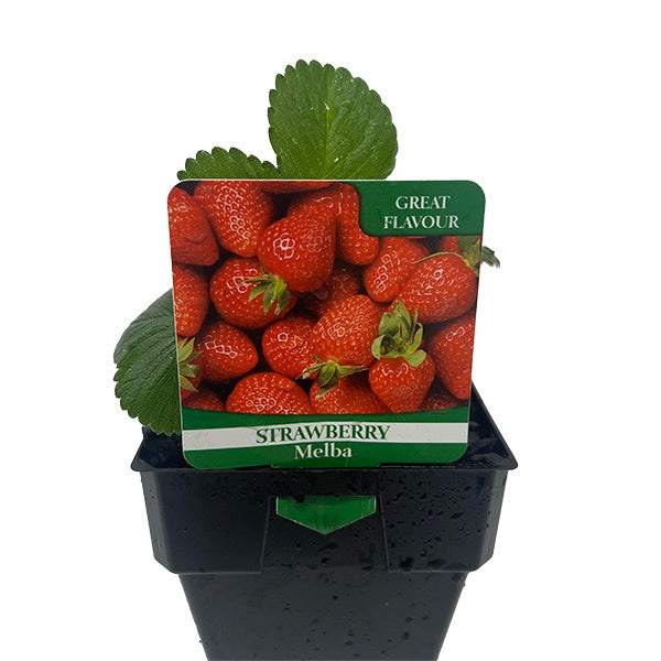 Strawberry Melba 10cm