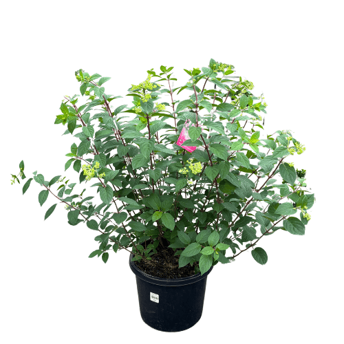 Hydrangea Sundae Fraise 33cm