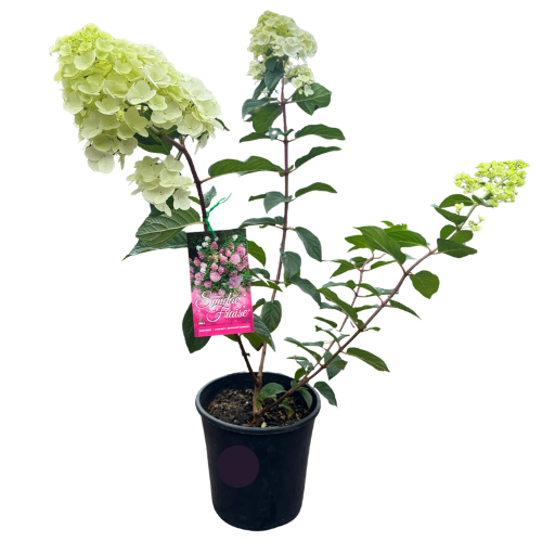 Hydrangea Sundae Fraise_20cm