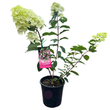 Hydrangea Sundae Fraise_20cm