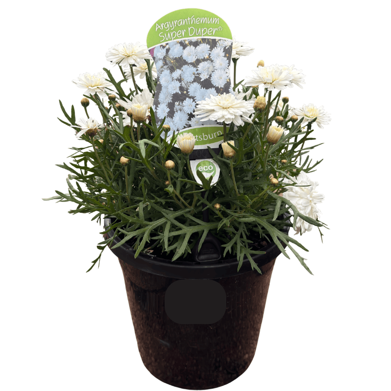 Argyranthemum Super Duper 20cm
