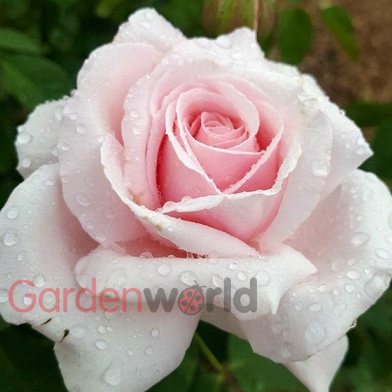 The Children's Rose Bush 20cm