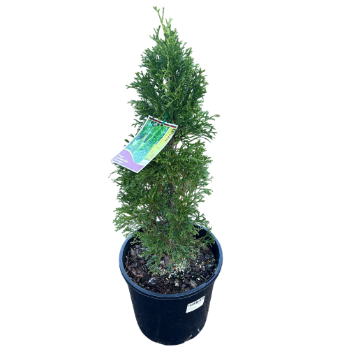 Thuja occidentalis Smaragd Conifer 20cm