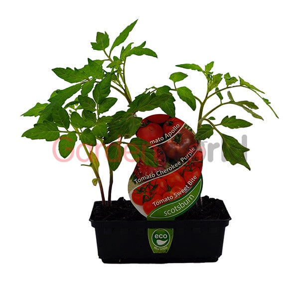 Tomato Combo Punnet