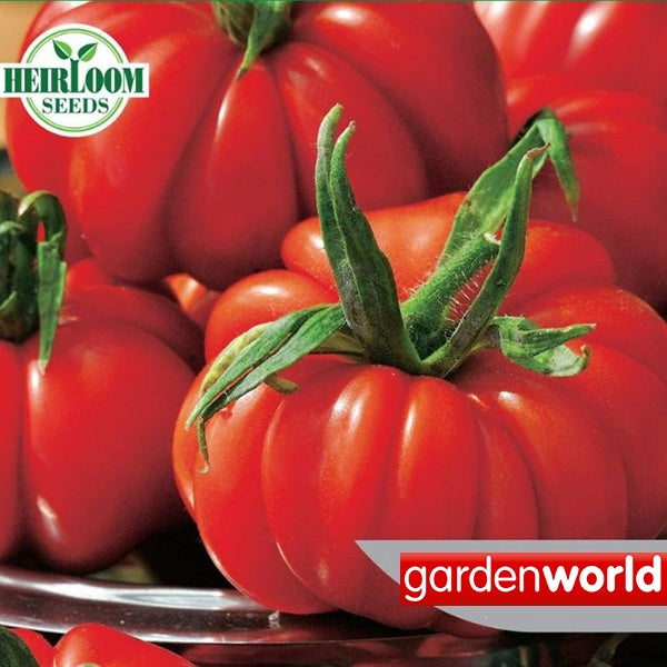 Tomato Costoluto Fiorentino Seeds