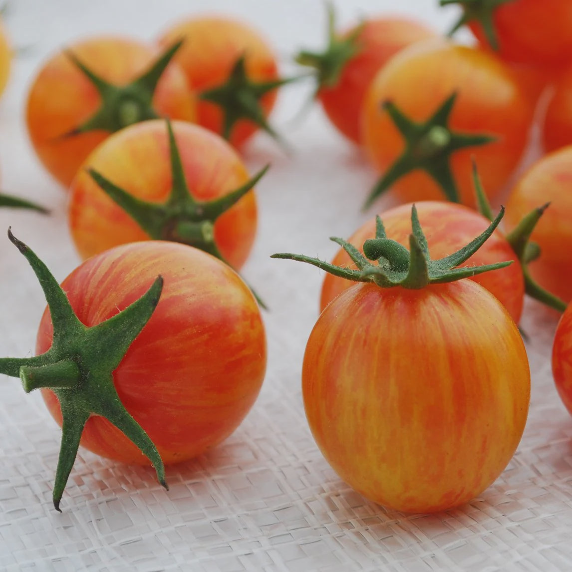 Tomato Bumble Bee Sunrise 12cm