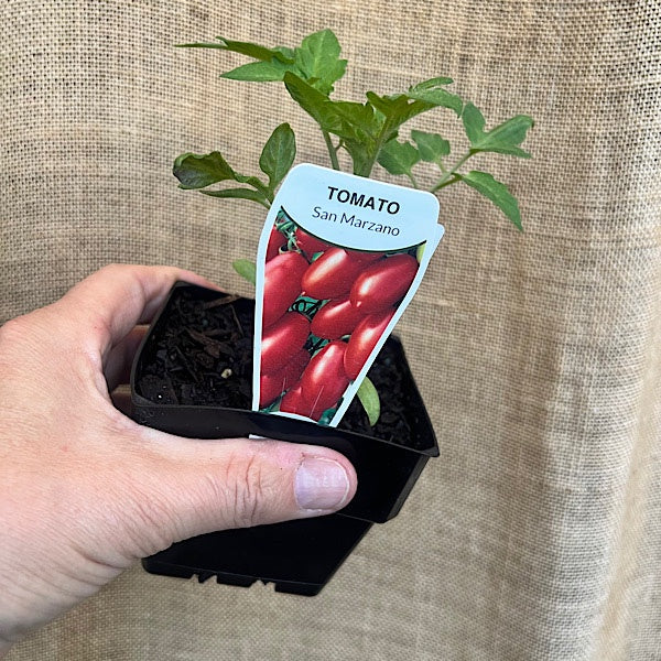 Tomato San Marzano - 10cm