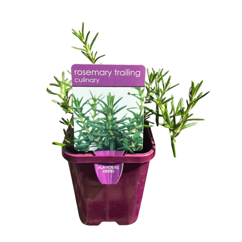 Rosemary Trailing 10cm