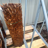 Tree Fern - Dicksonia antarctica