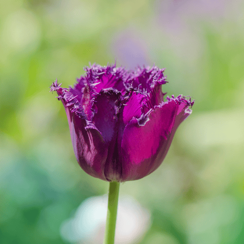 Tulip Gorilla - 2 Bulbs