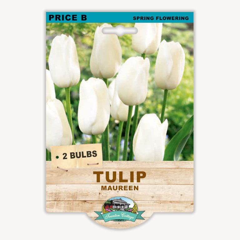 Tulip Maureen - 2 Bulbs