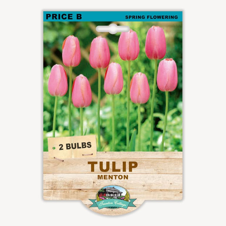 Tulip Menton - 2 Bulbs