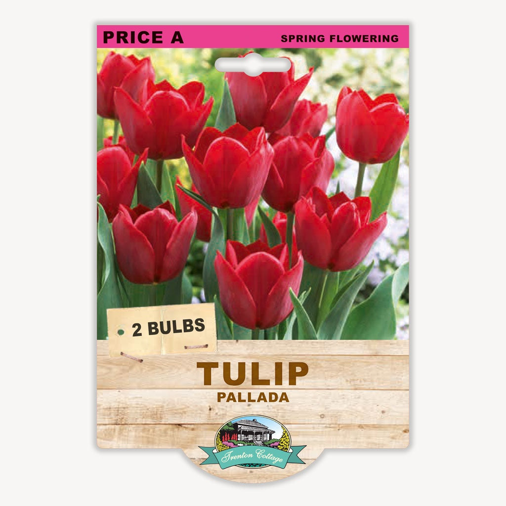 Tulip Pallada - 2 Bulbs