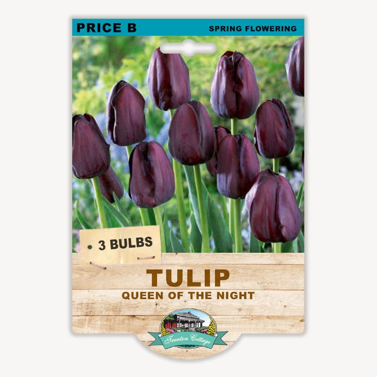Tulip Queen of the Night - 2 Bulbs