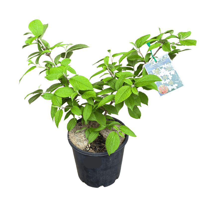 Viburnum Mariesii 20cm