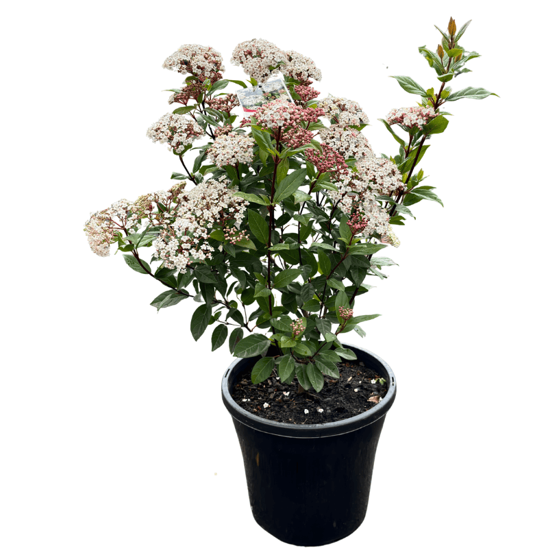 Viburnum tinus 25cm