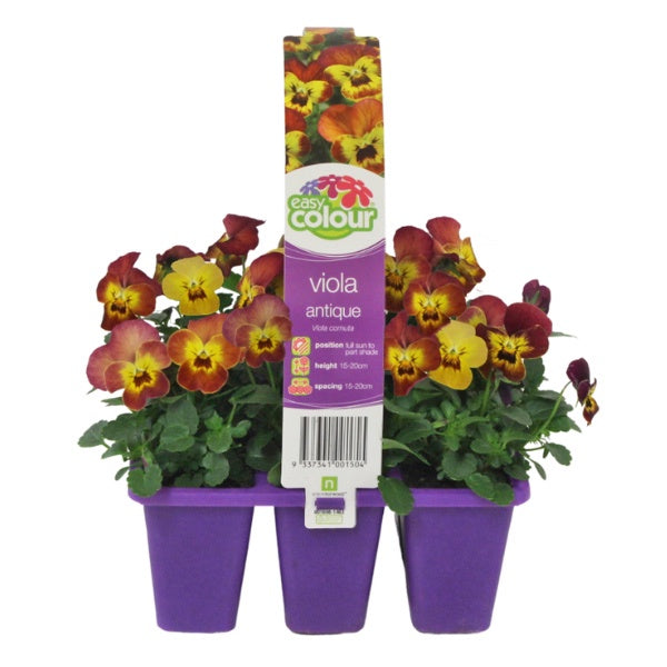 Viola Antique