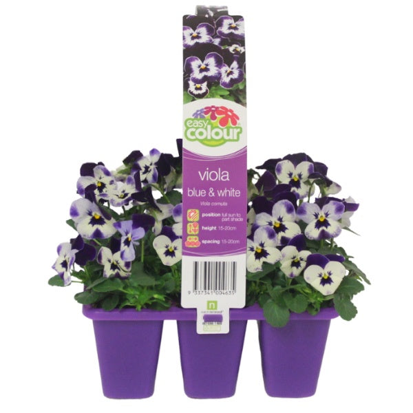 Viola Blue And White