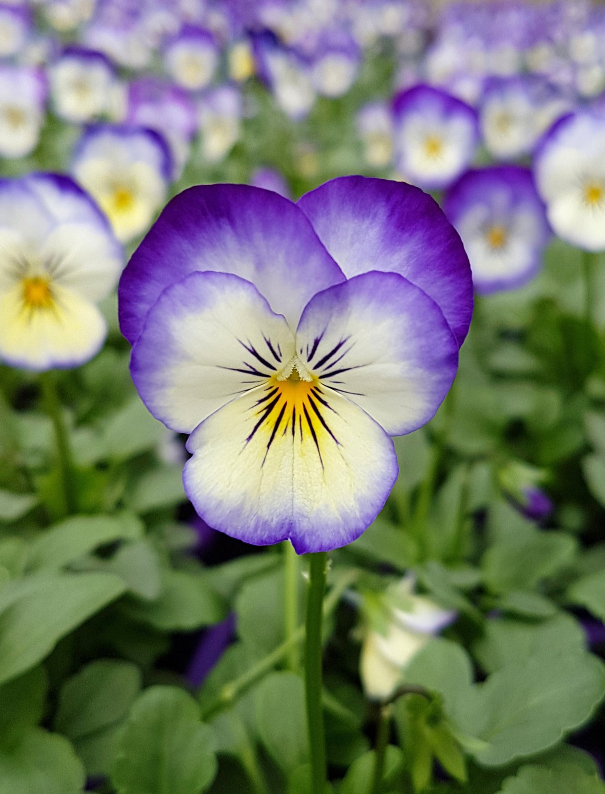 Viola Coconut Swirl
