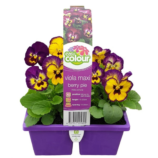 Viola Maxi Berry Pie