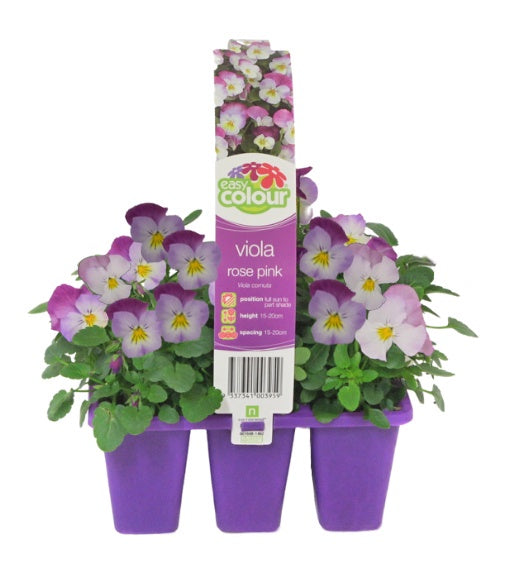 Viola Rose Pink