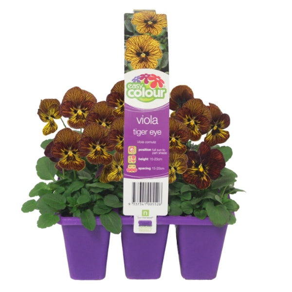 Viola Tiger Eye Red