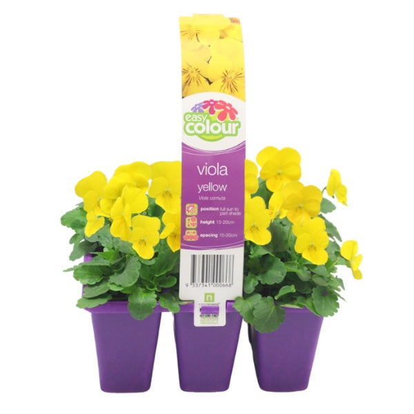Viola Yellow