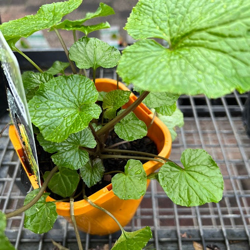 Wasabi Mazuma - 12cm