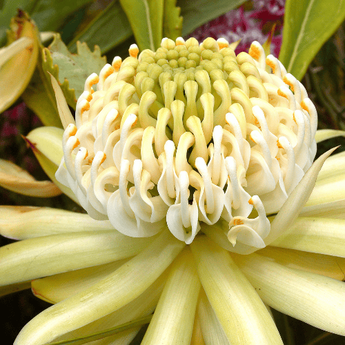 Waratah 'Shady Lady Yellow' 14cm
