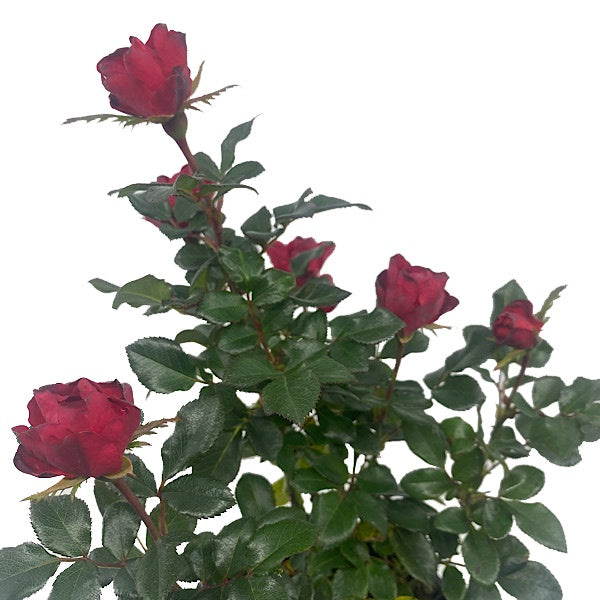 Rose Zepeti 14cm