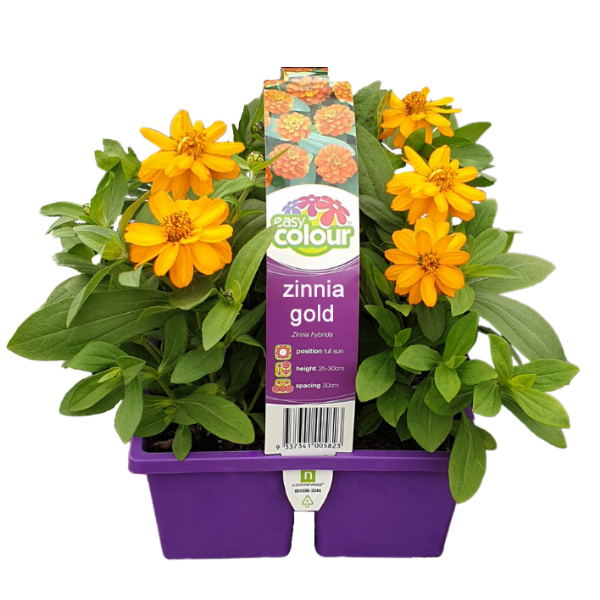 Zinnia Gold